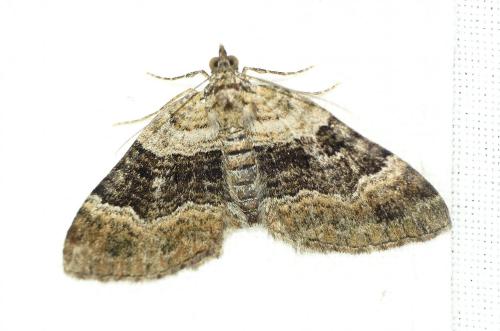Réf. 274 453 : Xanthorhoe quadrifasiata